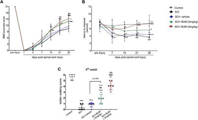 Long-term administration of bumetanide improve functional recovery after spinal cord injury in rats